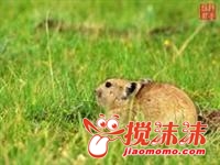 ����ͭ (�Զ���).jpg