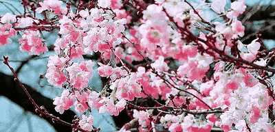 140840cf3305fvgdfg3xxv.gif